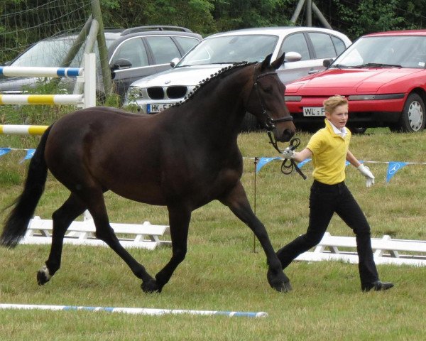 broodmare Despina (Hanoverian, 2005, from De Niro)