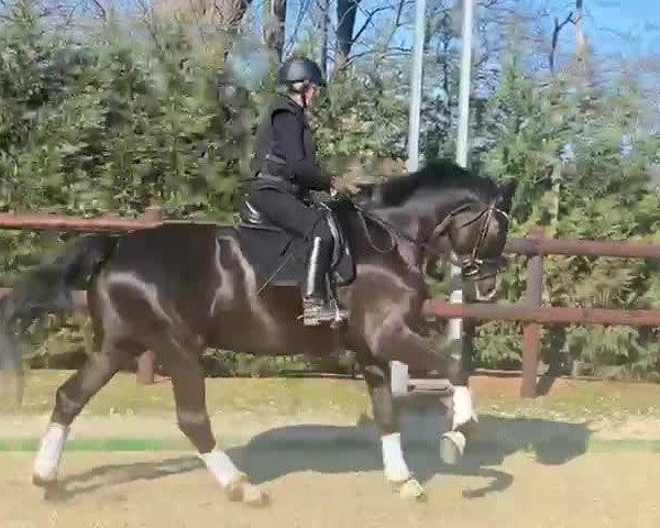 Video von Sommerliebe