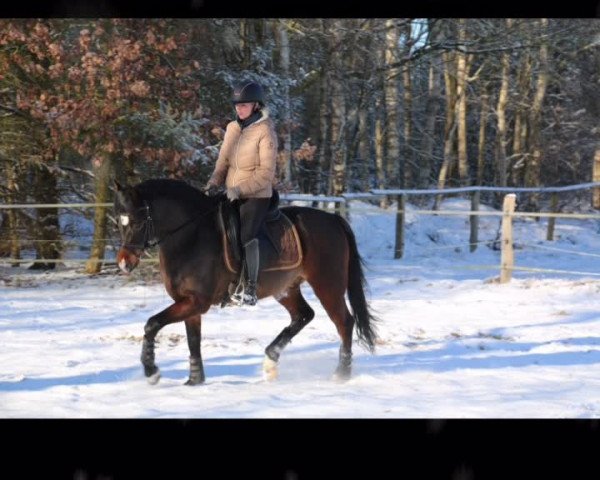 Video von Chocolat de Royal