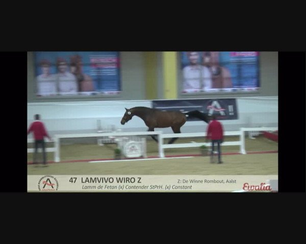 Video of Lamvivo WIRO Z