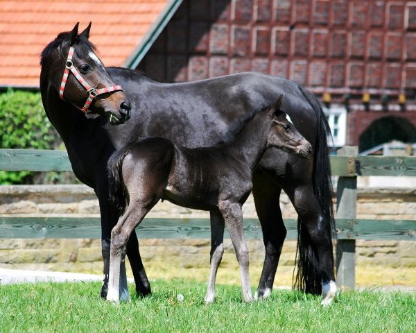 horse Donni (Westphalian, 2014, from Del Estero NRW)