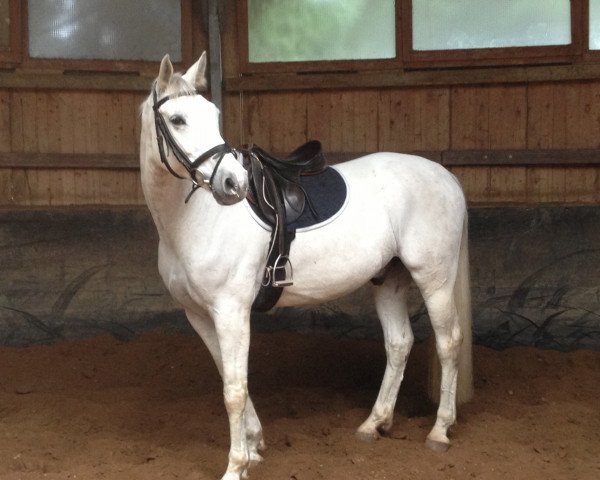 horse A* (Fuschi) (Mecklenburg, 2003, from Adeptus)
