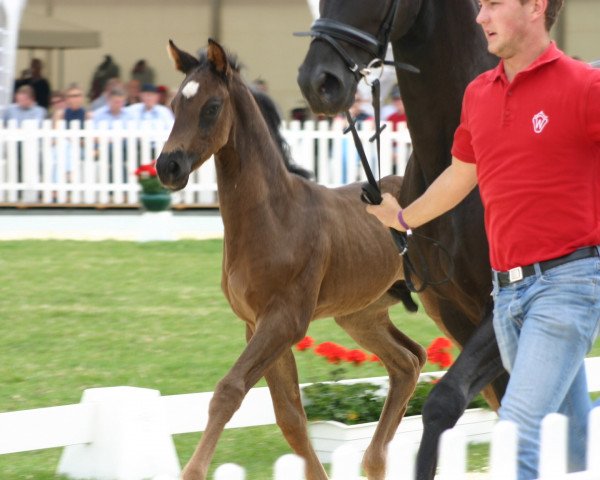 horse Saqib (Oldenburg, 2014, from Scuderia)