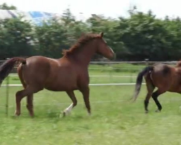 Video von Fürstengold K.c.