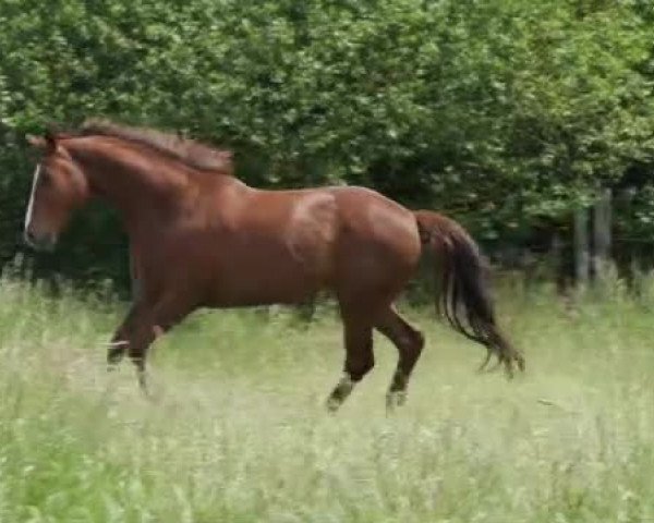 Video von Fürstengold K.c.