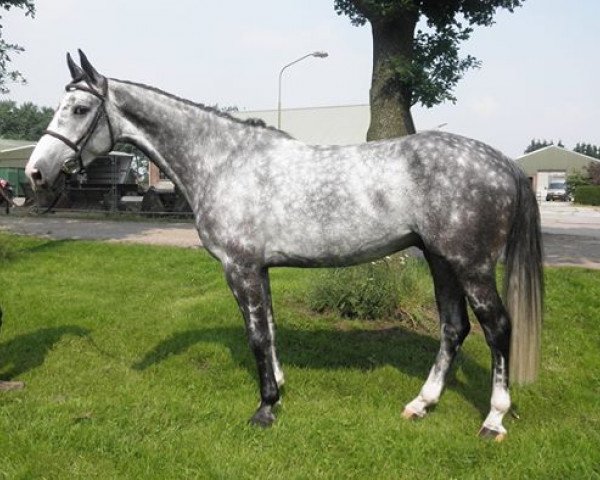 horse Cosmopolitan (Zangersheide riding horse, 2008, from VDL Cardento 933)