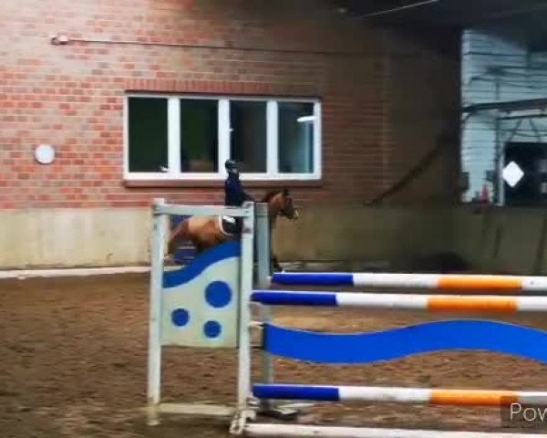 Video of Queenie B