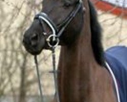 dressage horse Richard Gere (Oldenburg, 2007, from Royal Diamond)