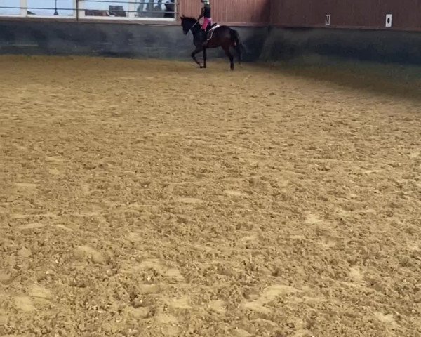 Video of Fränzchen