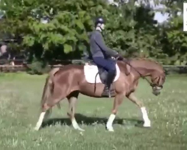 Video von Bel Berita E