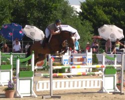 jumper Cascallo (Holsteiner, 2009, from Casall Ask)