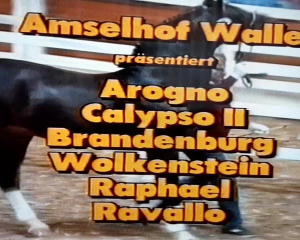 Video von Calypso II
