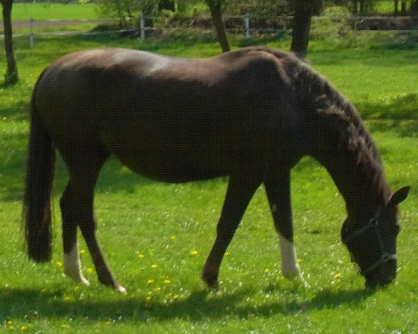 broodmare Dream Rose (Westphalian, 1997, from Dream of Heidelberg I)