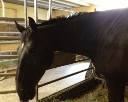 jumper Chakira 2 (Hanoverian, 1997, from Cheenook)
