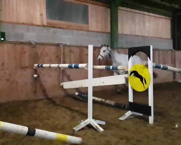 Video von Graziano 130