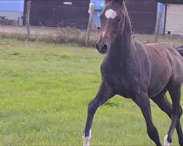 Video von Quintaris von Robinson