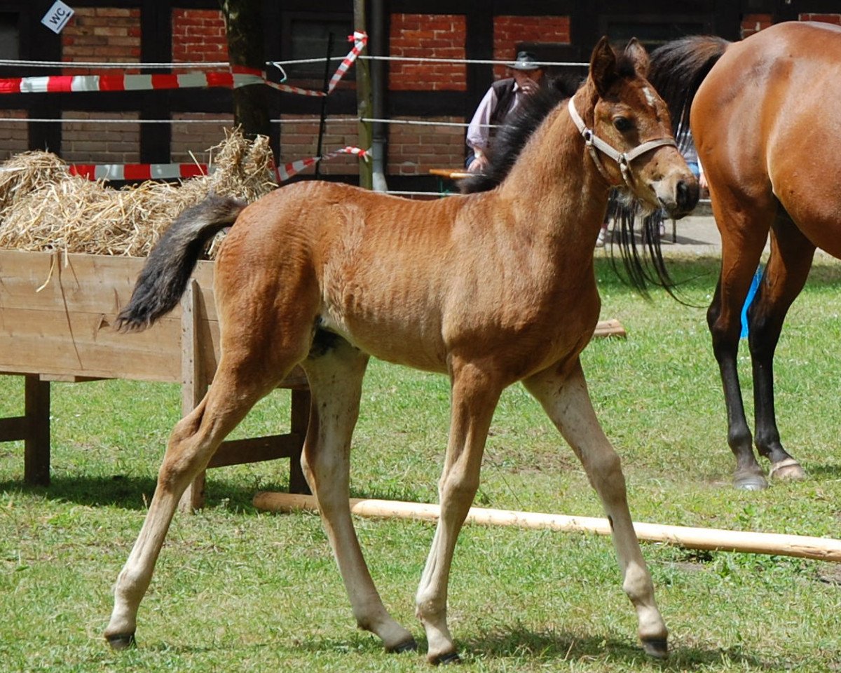 broodmare ICR Niiskaadad (Pinto / Pleasure, 2014, from ICR Zhaawan)