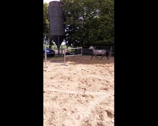 Video von Casablanca ZR