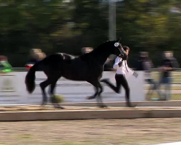 Video of Onyx