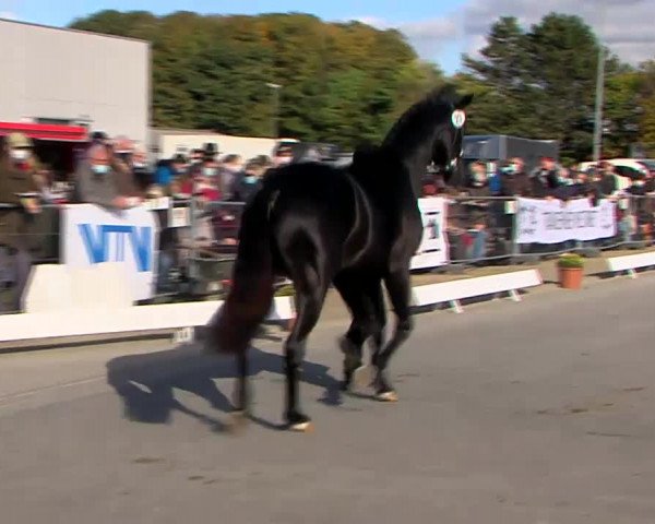 Video of Onyx