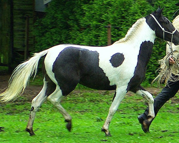 broodmare ICR Giizisookwe (Pinto / Pony, 2009, from Zinto)