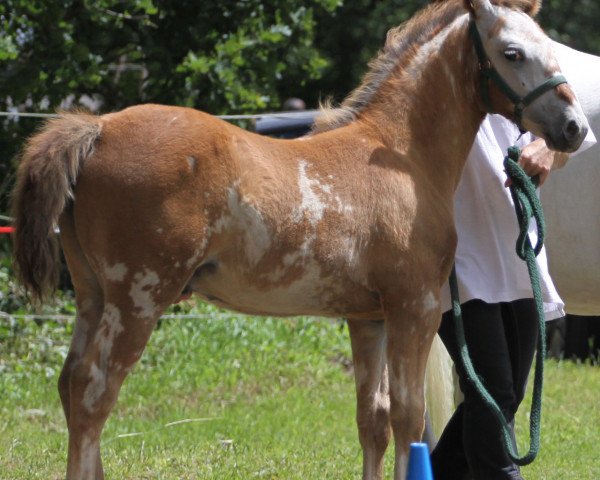 stallion ICR Awan (Appaloosa, 2014, from ICR Zhaawan) stallion ICR Awan (Appaloosa, 2014, from ICR Zhaawan)