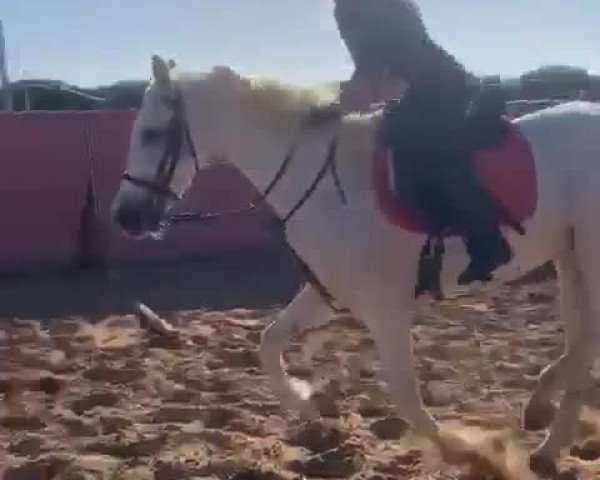 Video von Mona