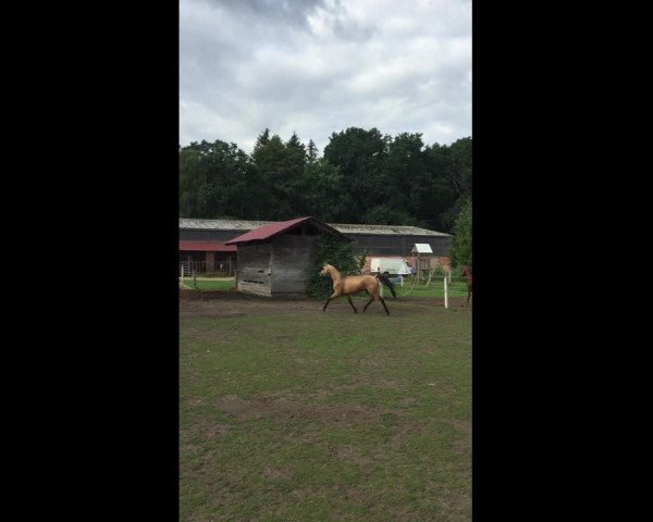 Video of Da Silva Domingo