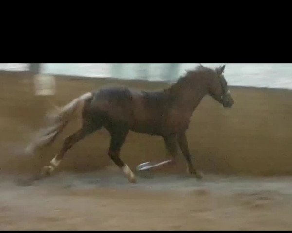 Video of Karat