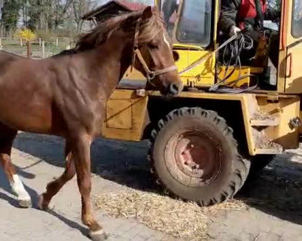 Video of Karat