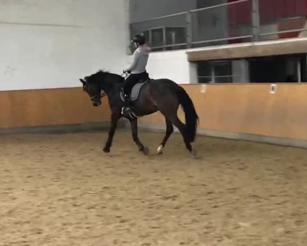 Video von Sammy de Luxe M