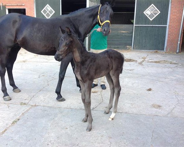 broodmare San Selena (Oldenburg, 2014, from San Muscadet)