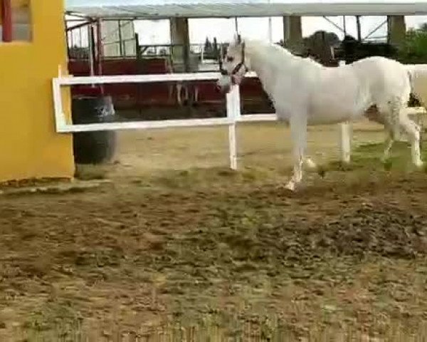 Video von Mona