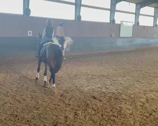 Video of Fränzchen