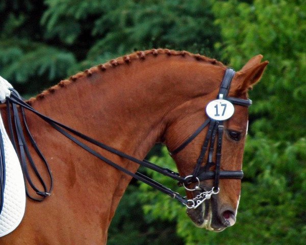 Pferd Wigorello (Hannoveraner, 1999, von Wonderland)