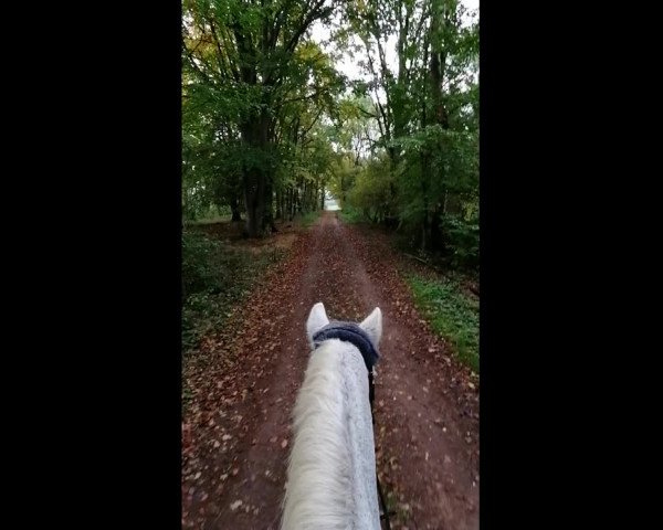 Video von Wolga