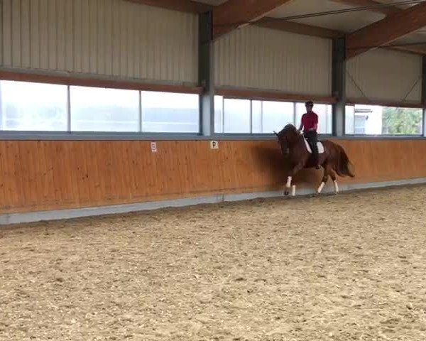 Video of Landfein