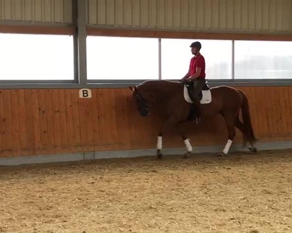 Video of Landfein