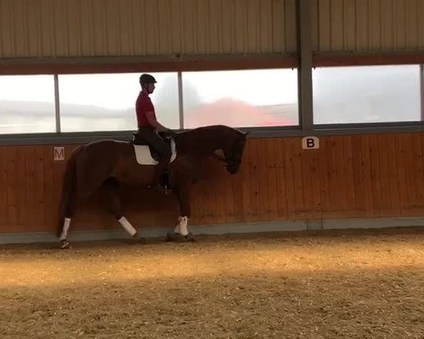 Video of Landfein