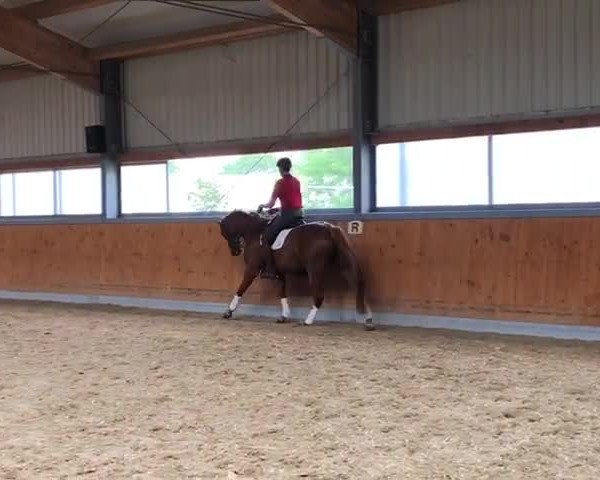 Video of Landfein