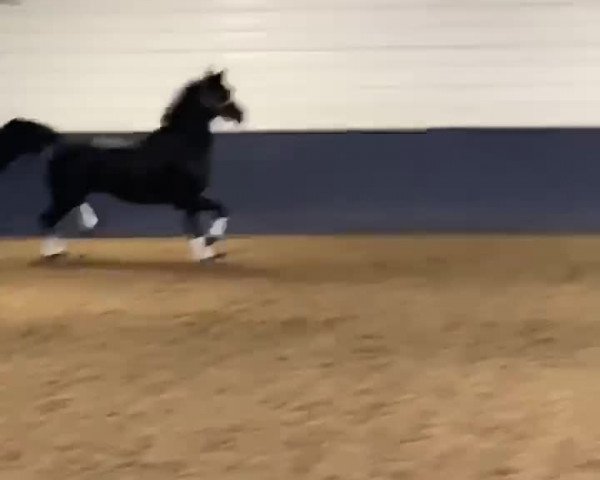 Video of Vegas