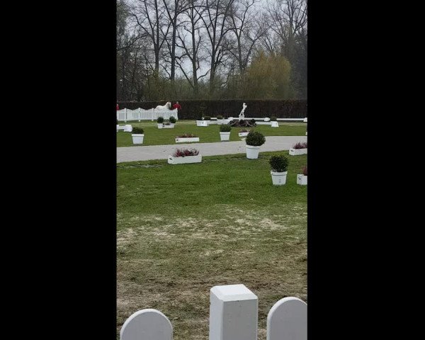 Video of FS New Chance