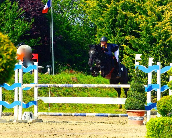 Springpferd Djaba Daba Duu (Deutsches Reitpony, 2007, von Dirigent)