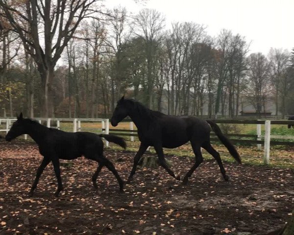 Video of Dipinto nero von Royal