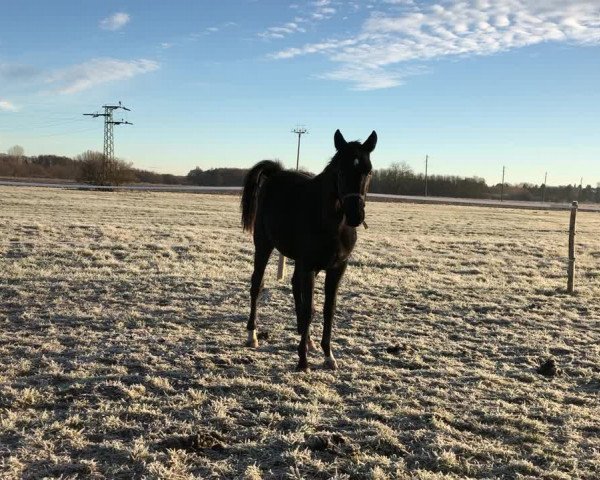 Video of Dark-Star
