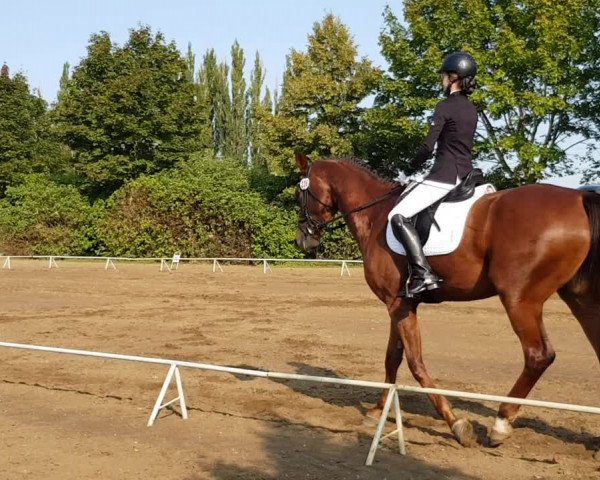 Reitturnier Westeregeln 2020