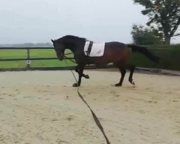 Video of Fürst Fandango