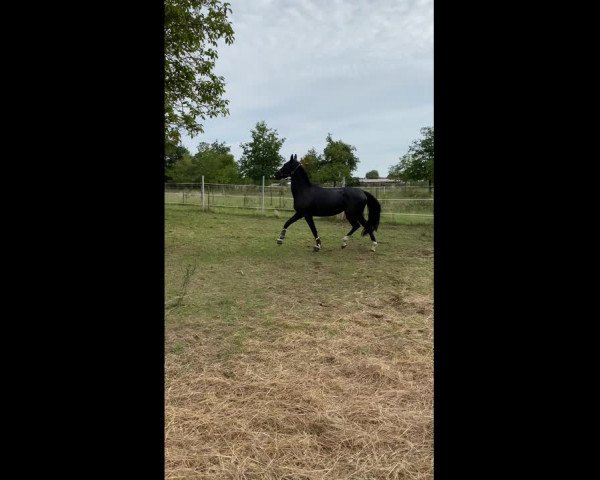 Video von Contessa S