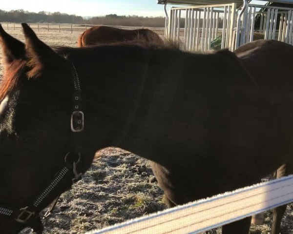 Video of Dark-Star