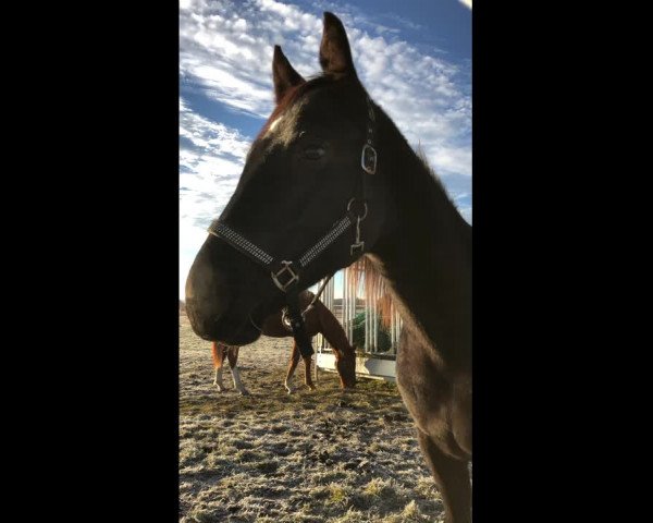 Video of Dark-Star